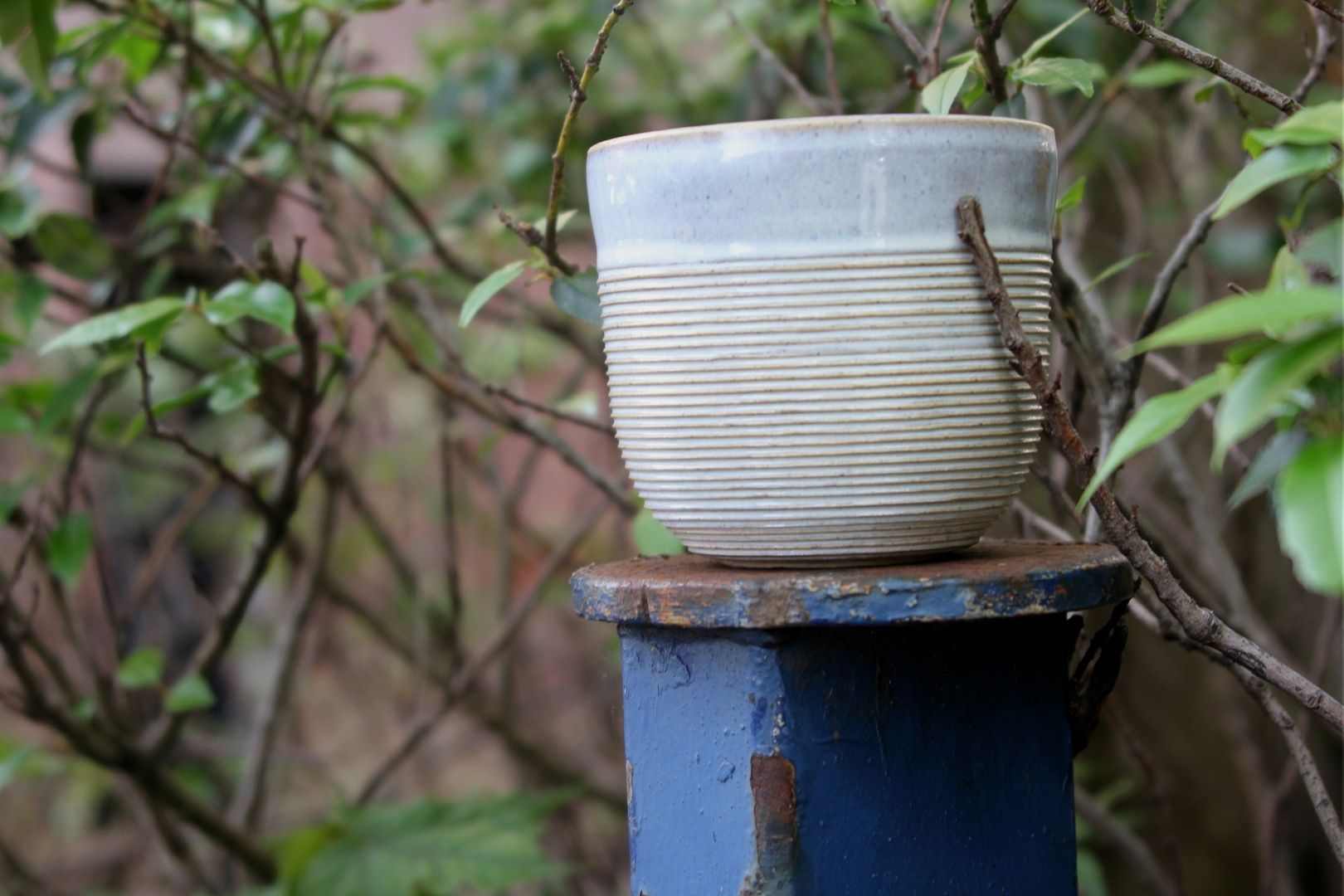 ribby-big-cup